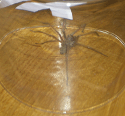 Wolfgang, die Winkelspinne