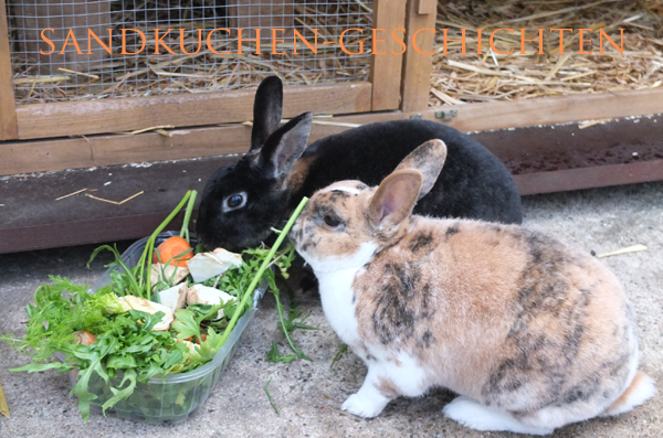 kaninchenfuetterung.png