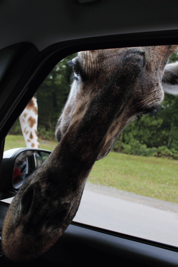 giraffe-im-auto