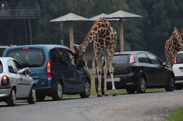 giraffen-1