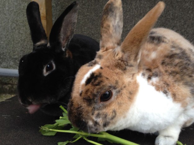 kaninchen-mit-liebstoeckel