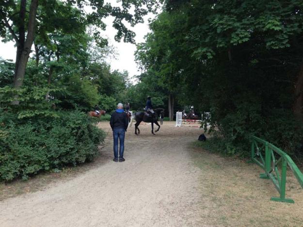 pferde-im-schlosspark