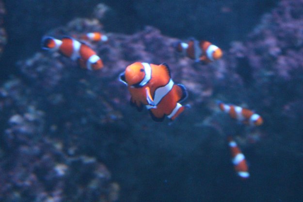 clownfische