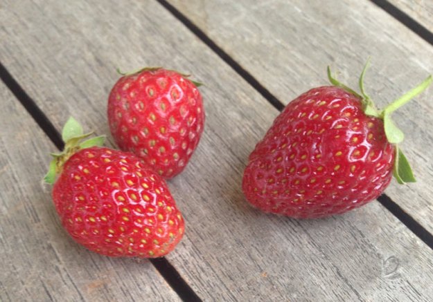 erdbeeren-aus-eigenem-anbau.jpg