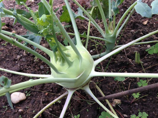 Kohlrabi.jpg