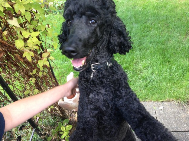 schwarzer-pudel.jpg