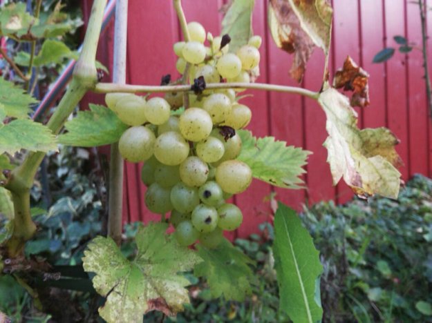 weinbeeren.jpg