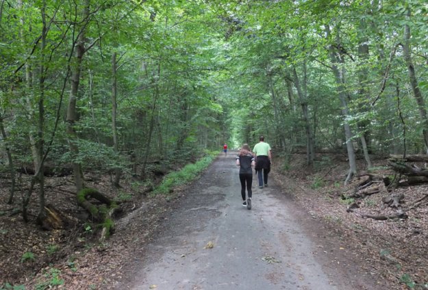 einsamer-waldspaziergan