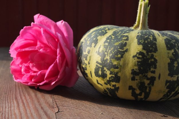 zierkuerbis-mit-rose