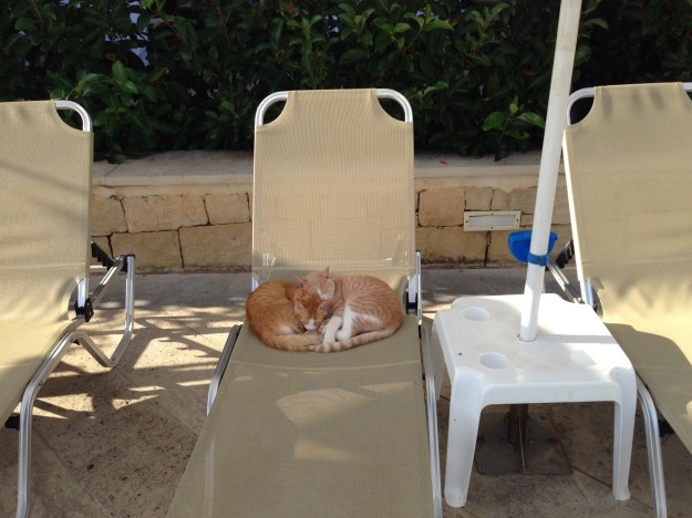 Katzen auf Liegestuhl