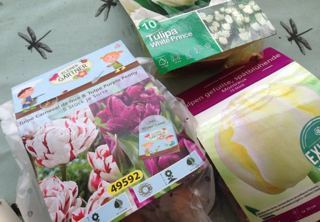tulpenzwiebeln