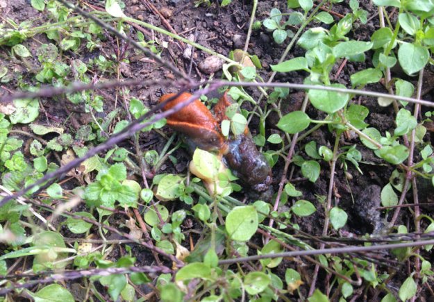 zerschnittene-schnecke