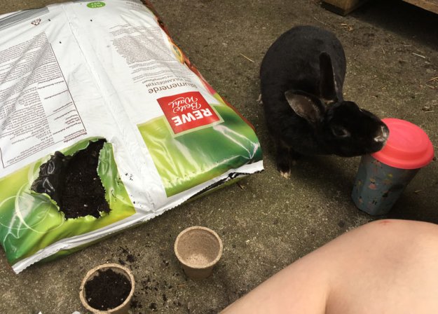 gaertnerndes-kaninchen