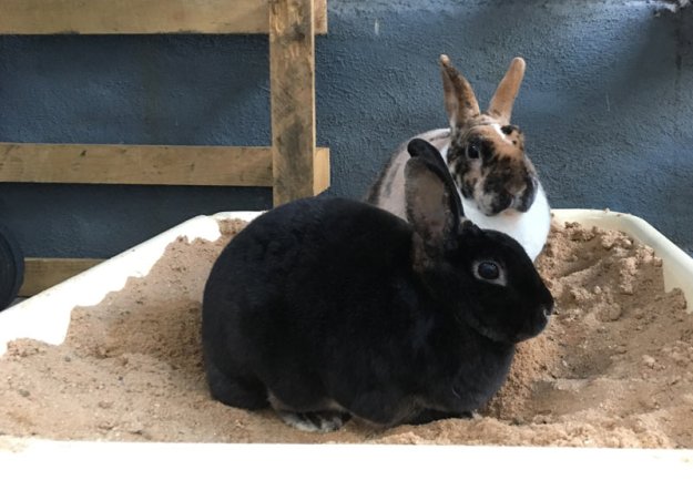 haeschen-in-der-grube