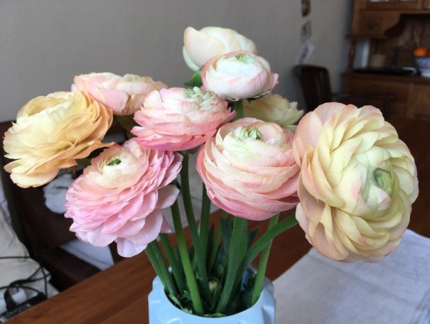 ranunkeln-in-der-vase