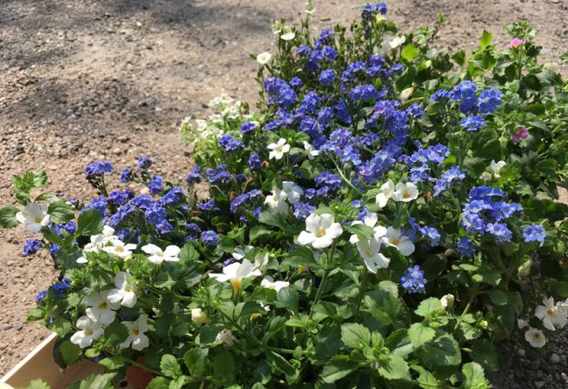 vergissmeinnicht-im-korb