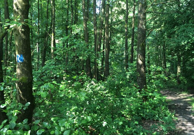 rheinsteig-waldweg