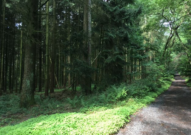 waldweg-rheinsteig.jpg