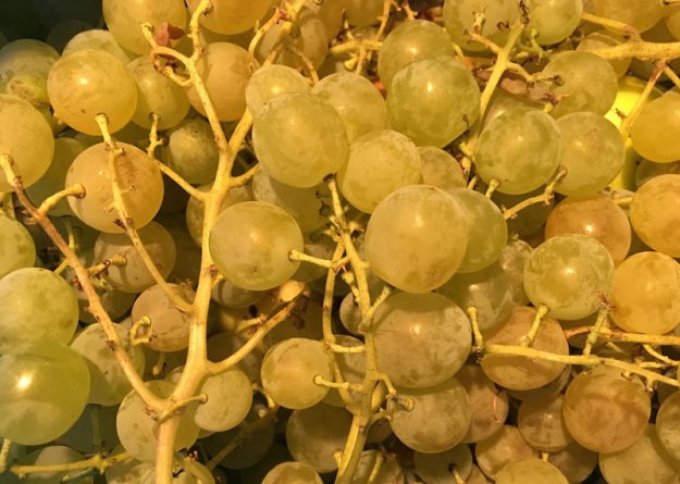 trauben-aus-dem-garten.jpg