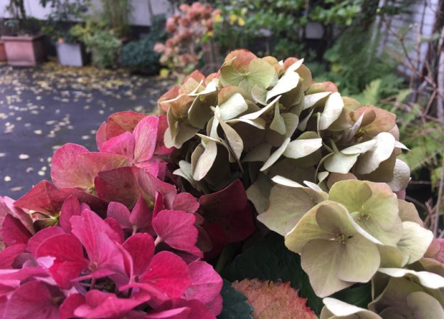 herbsthortensien