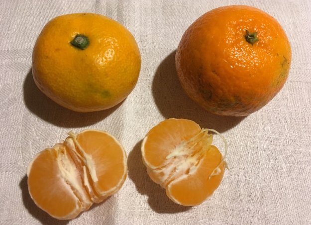 mandarinen-satsumas.jpg