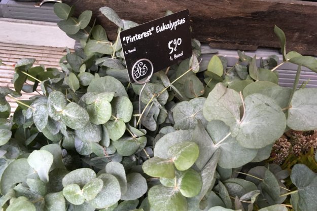 pinterest-eukalyptus.jpg