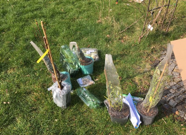 eingepackte-pflanzen