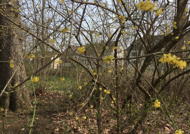 erste-fruehlingsblueher