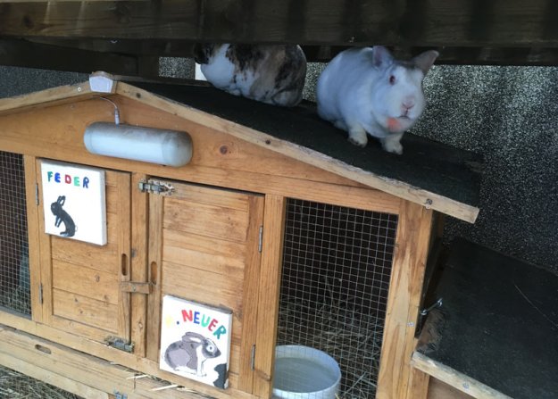 kaninchen-lieblingsplatz