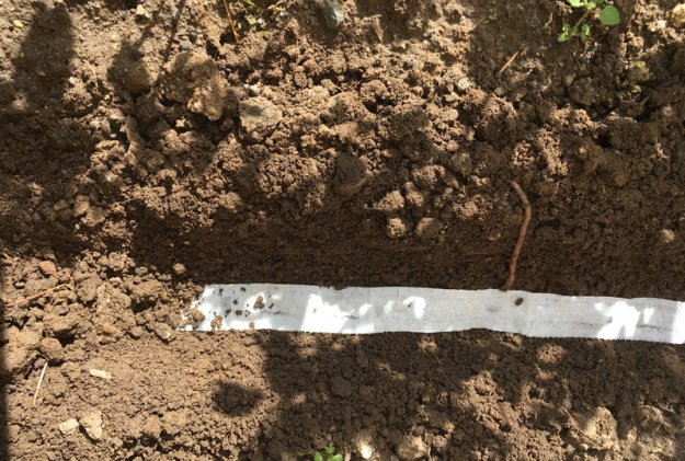 saatband-schlingpflanzen