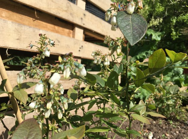 sonnige-heidelbeeren