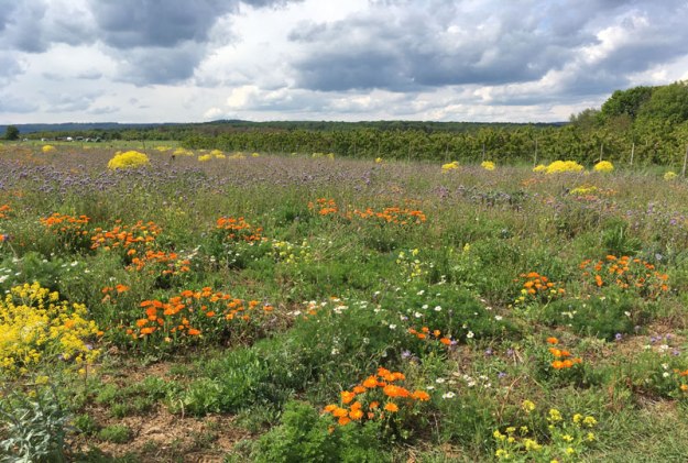 blumenfeld-spaziergang