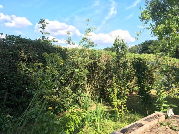 liebstoeckeleskalation