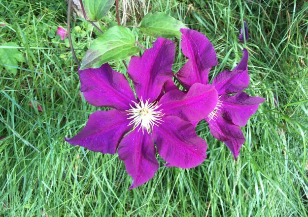 lila-clematis