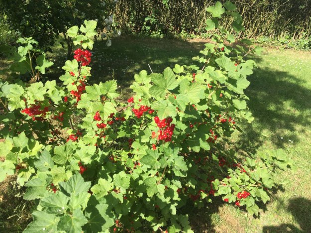 reife-johannisbeeren